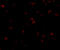 Disks large-associated protein 1 antibody, 4623, ProSci, Immunofluorescence image 
