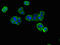 Dynein Axonemal Heavy Chain 12 antibody, orb51718, Biorbyt, Immunofluorescence image 