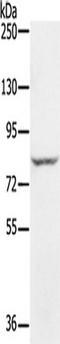 RING finger protein 43 antibody, TA351607, Origene, Western Blot image 