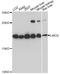 Rhombotin-2 antibody, A1903, ABclonal Technology, Western Blot image 