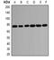 Heat Shock Protein Family A (Hsp70) Member 2 antibody, abx225223, Abbexa, Western Blot image 