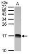 NADH:Ubiquinone Oxidoreductase Subunit B4 antibody, PA5-29208, Invitrogen Antibodies, Western Blot image 