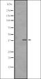 Small Nuclear RNA Activating Complex Polypeptide 3 antibody, orb335250, Biorbyt, Western Blot image 