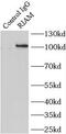 Amyloid Beta Precursor Protein Binding Family B Member 1 Interacting Protein antibody, FNab07291, FineTest, Immunoprecipitation image 