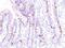 MCM antibody, NBP2-33157, Novus Biologicals, Immunohistochemistry paraffin image 