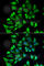 Ectonucleoside Triphosphate Diphosphohydrolase 2 antibody, A6584, ABclonal Technology, Immunofluorescence image 