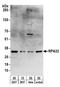 Replication Protein A2 antibody, A303-874A, Bethyl Labs, Western Blot image 