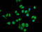 SEC14 Like Lipid Binding 2 antibody, LS-C681267, Lifespan Biosciences, Immunofluorescence image 