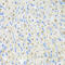 Protein Kinase AMP-Activated Non-Catalytic Subunit Gamma 2 antibody, 15-465, ProSci, Immunohistochemistry frozen image 