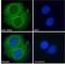 Sorting Nexin 9 antibody, NB100-2813, Novus Biologicals, Immunofluorescence image 