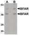 Bifunctional Apoptosis Regulator antibody, PA5-20894, Invitrogen Antibodies, Western Blot image 