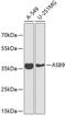 Ankyrin Repeat And SOCS Box Containing 9 antibody, 19-538, ProSci, Western Blot image 