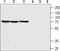 Cholinergic Receptor Nicotinic Beta 4 Subunit antibody, PA5-77510, Invitrogen Antibodies, Western Blot image 