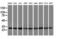 RNA Polymerase II Subunit E antibody, M08765, Boster Biological Technology, Western Blot image 
