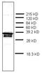 Prothymosin Alpha antibody, AM32972PU-N, Origene, Western Blot image 