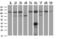 Alcohol Dehydrogenase 1B (Class I), Beta Polypeptide antibody, LS-C337333, Lifespan Biosciences, Western Blot image 