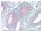 ORAI Calcium Release-Activated Calcium Modulator 3 antibody, AP08777PU-N, Origene, Immunohistochemistry paraffin image 
