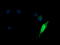 Kinesin Family Member 25 antibody, M14608, Boster Biological Technology, Immunofluorescence image 