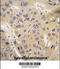 Autophagy Related 12 antibody, LS-C156567, Lifespan Biosciences, Immunohistochemistry frozen image 
