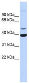 Zinc Finger Protein 124 antibody, TA339074, Origene, Western Blot image 