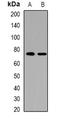 NK2 Homeobox 1 antibody, orb388719, Biorbyt, Western Blot image 