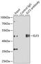ELF3 antibody, 15-016, ProSci, Immunoprecipitation image 