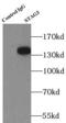 Stromal Antigen 3 antibody, FNab09779, FineTest, Immunoprecipitation image 