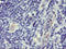 Dipeptidyl Peptidase 9 antibody, LS-C173581, Lifespan Biosciences, Immunohistochemistry paraffin image 