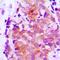 Claudin 7 antibody, orb339008, Biorbyt, Immunohistochemistry paraffin image 