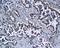 Endothelial Cell Adhesion Molecule antibody, orb101646, Biorbyt, Immunohistochemistry paraffin image 
