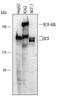 Breakpoint cluster region protein antibody, AF5129, R&D Systems, Western Blot image 