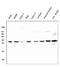 14-3-3 protein zeta/delta antibody, M01141-1, Boster Biological Technology, Western Blot image 
