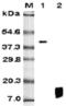 Resistin Like Beta antibody, ALX-804-521-C050, Enzo Life Sciences, Western Blot image 