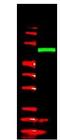 V5 epitope tag antibody, orb345390, Biorbyt, Western Blot image 