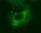 Rho guanine nucleotide exchange factor 2 antibody, MA5-27803, Invitrogen Antibodies, Immunofluorescence image 