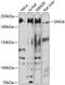 SMG6 Nonsense Mediated MRNA Decay Factor antibody, 13-455, ProSci, Western Blot image 