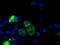 Cytochrome P450 Family 1 Subfamily A Member 2 antibody, TA501196, Origene, Immunofluorescence image 