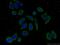 Family With Sequence Similarity 71 Member F2 antibody, 24286-1-AP, Proteintech Group, Immunofluorescence image 