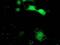 Sepiapterin Reductase antibody, MA5-25308, Invitrogen Antibodies, Immunocytochemistry image 