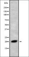 Ring Finger Protein 5 antibody, orb338286, Biorbyt, Western Blot image 