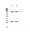 Selectin P antibody, A01241-1, Boster Biological Technology, Western Blot image 
