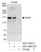 ANILLIN antibody, A301-406A, Bethyl Labs, Immunoprecipitation image 