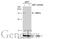 X-Box Binding Protein 1 antibody, GTX113295, GeneTex, Western Blot image 