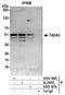 Transcriptional Adaptor 3 antibody, A305-187A, Bethyl Labs, Immunoprecipitation image 
