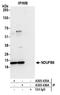 NADH dehydrogenase [ubiquinone] 1 beta subcomplex subunit 6 antibody, A305-436A, Bethyl Labs, Immunoprecipitation image 
