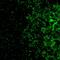 Gap Junction Protein Alpha 10 antibody, 40-5000, Invitrogen Antibodies, Immunohistochemistry paraffin image 