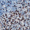 Musculin antibody, LS-C368427, Lifespan Biosciences, Immunohistochemistry paraffin image 