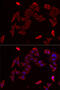 Pyruvate Dehydrogenase Complex Component X antibody, 22-212, ProSci, Immunofluorescence image 
