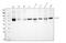 Elongator complex protein 3 antibody, M02833-1, Boster Biological Technology, Western Blot image 
