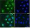 Nucleolysin TIA-1 isoform p40 antibody, GTX89059, GeneTex, Immunocytochemistry image 